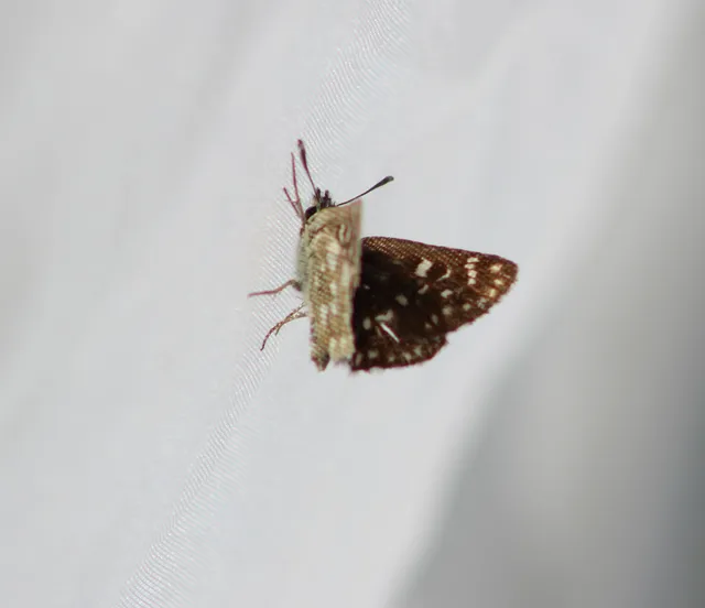 Spialia orbifer - törpe busalepke