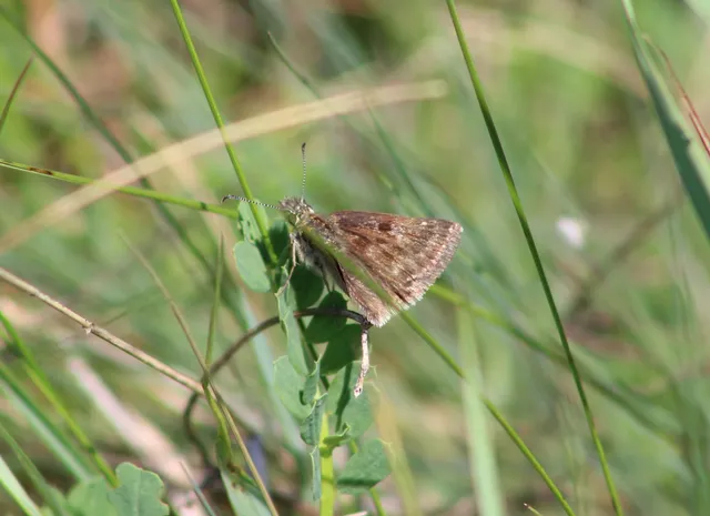 Erynnis tages - cigánylepke