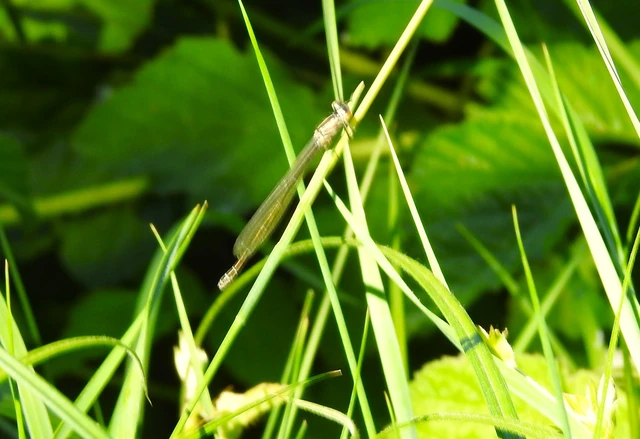 Coenagrion puella - azúrkék légivadász