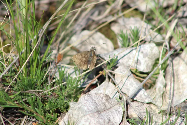 Erynnis tages - cigánylepke