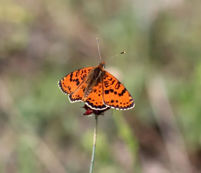 Melitaea didyma - tüzes tarkalepke