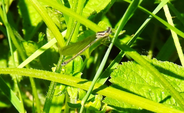 Coenagrion puella - azúrkék légivadász