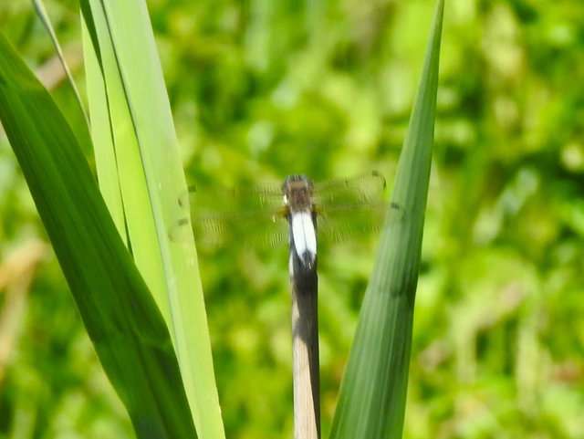 Libellula fulva - kisfoltos laposacsa