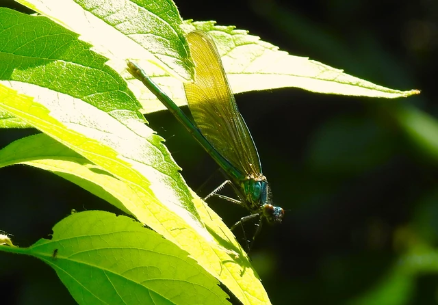 Calopteryx splendens - sávos szitakötő