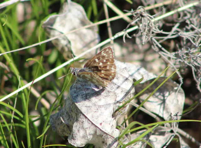 Spialia orbifer - törpe busalepke