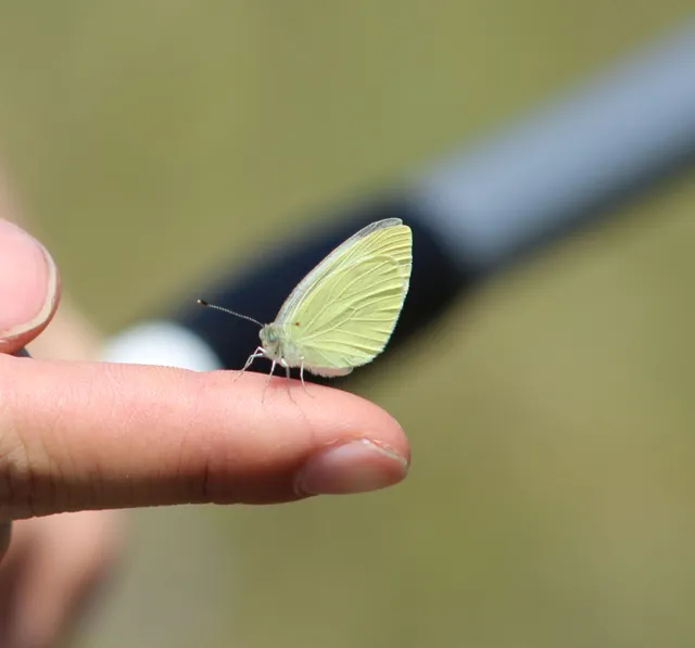 Pieris ergane - sziklai fehérlepke