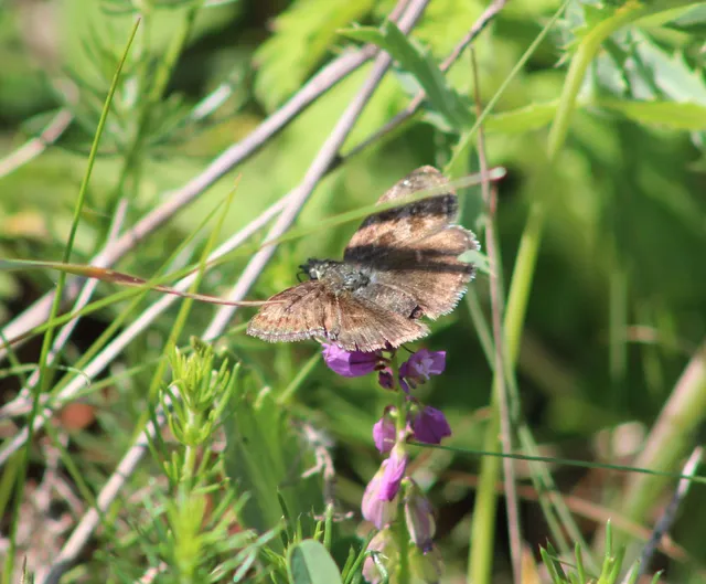 Erynnis tages - cigánylepke