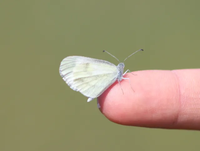 Leptidea sinapis - mustárlepke