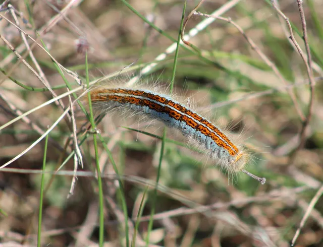Malacosoma castrensis - kutyatejszövő