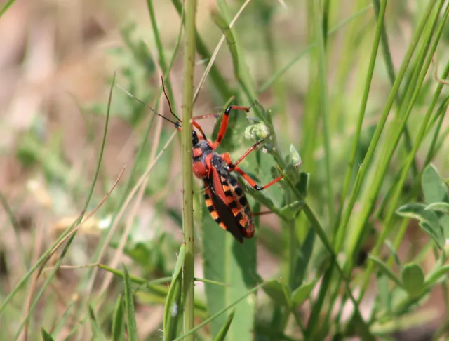 Rhynocoris iracundus - közönséges gyilkospoloska