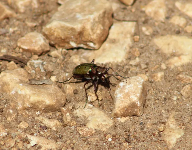 Cicindela campestris - mezei homokfutrinka