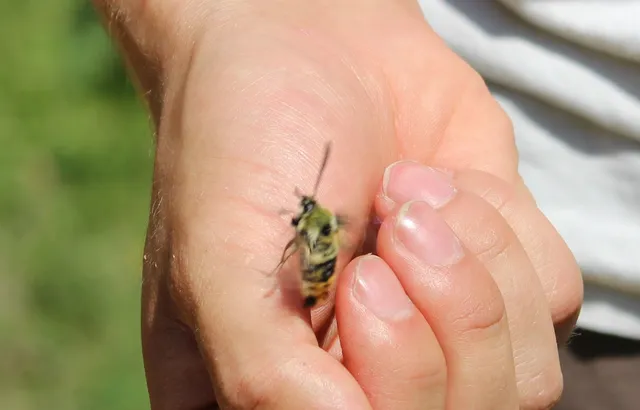Hemaris tityus - pöszörszender Hemaris tityus - pöszörszender