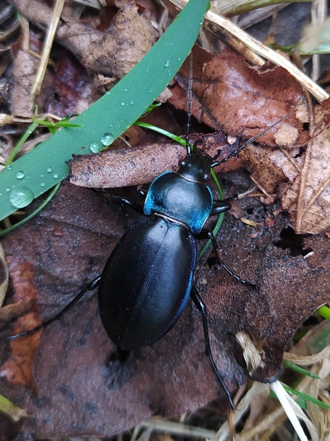 Carabus germarii exasperatus - dunántúli kékfutrinka Carabus germarii exasperatus - dunántúli kékfutrinka