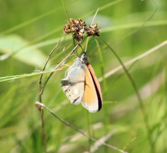 Coenonympha glycerion - közönséges szénalepke