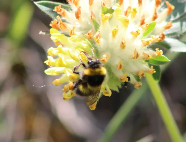 Bombus hortorum