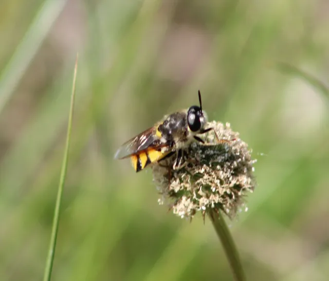 Stratiomys cenisia - szélesfoltú katonalégy