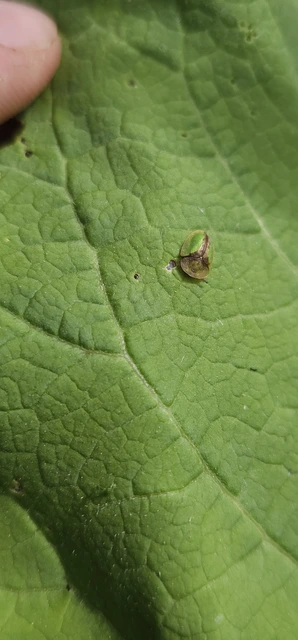 Cassida Cassida