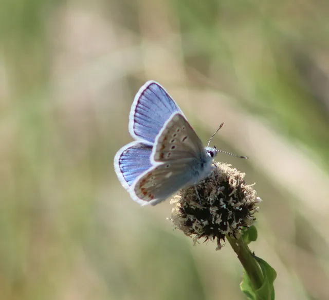 Polyommatus dorylas - fénylő boglárka
