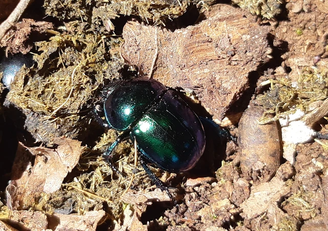 Trypocopris vernalis - tavaszi álganéjtúró