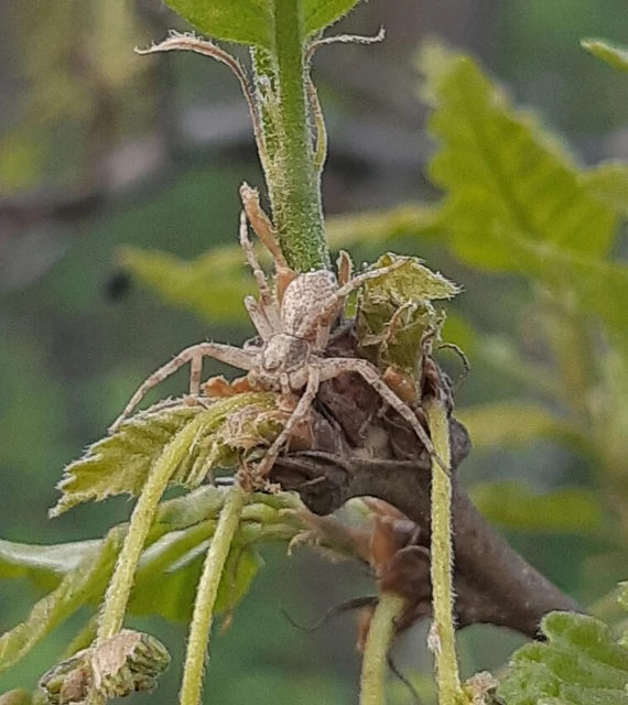 Philodromus