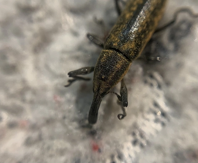 Lixus fasciculatus - nyurgalábú dudvabarkó
