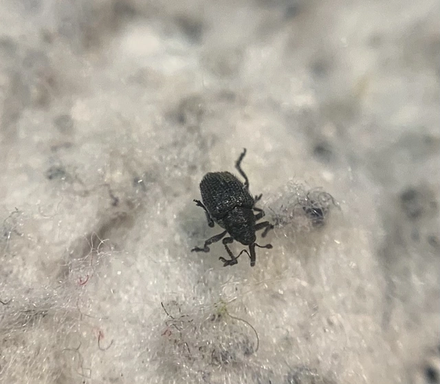 Ceutorhynchus varius - fekete ceutormányos