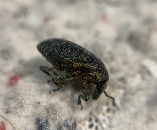 Larinus turbinatus - kúposorrú púderbarkó
