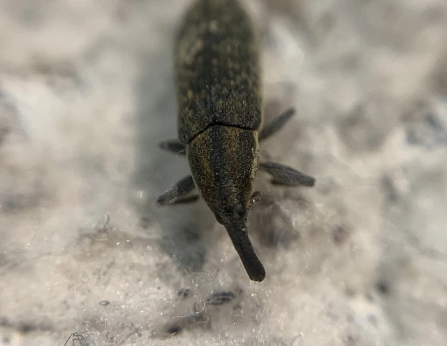 Lixus filiformis - karcsú dudvabarkó