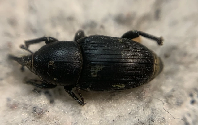 Sphenophorus striatopunctatus - mezei zsuzsok