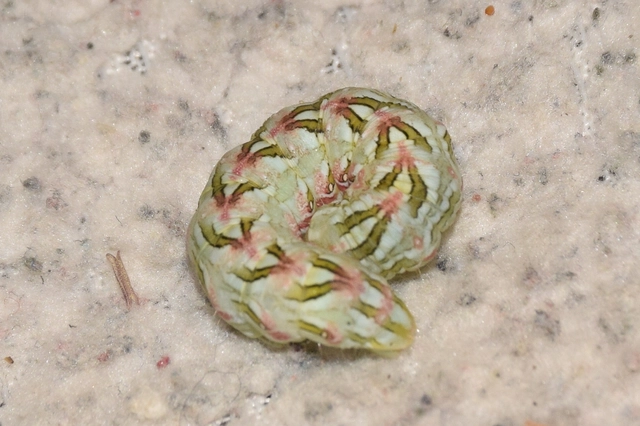 Cucullia chamomillae - székfű-csuklyásbagoly