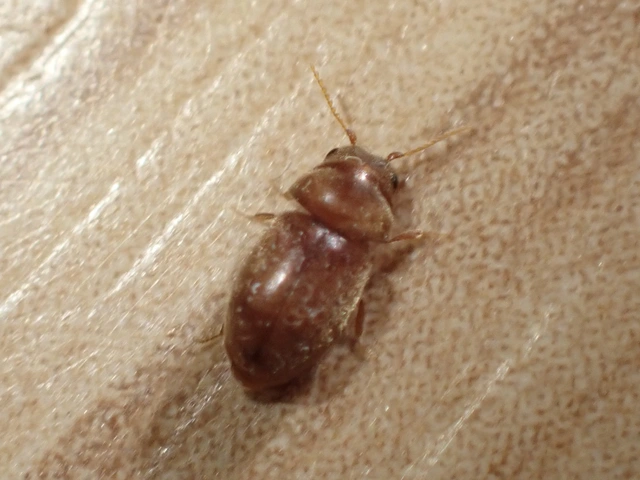 Lasioderma serricorne - dohányálszú