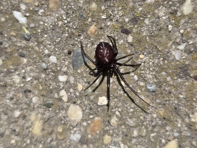Steatoda grossa - nagy faggyúpók