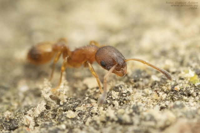 Temnothorax tuberum - barnatorú kéreghangya