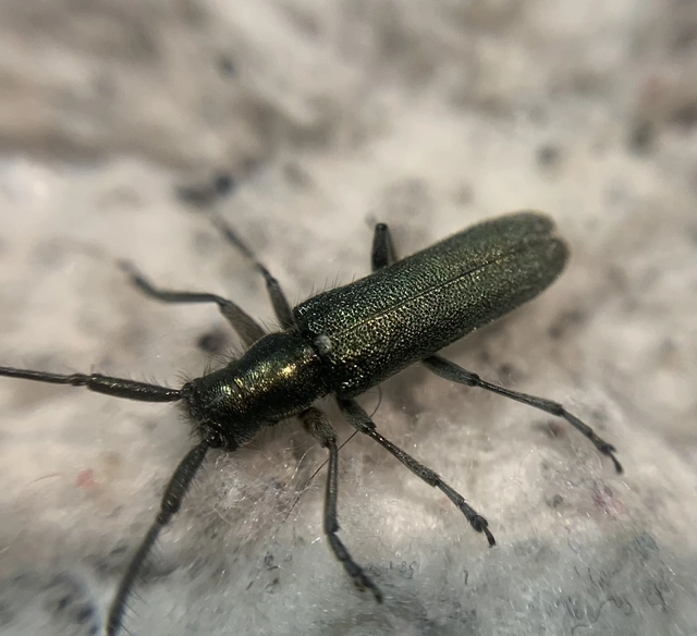 Agapanthia violacea - kék somkórócincér