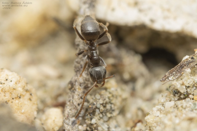 Lasius bombycina - pusztai feketehangya