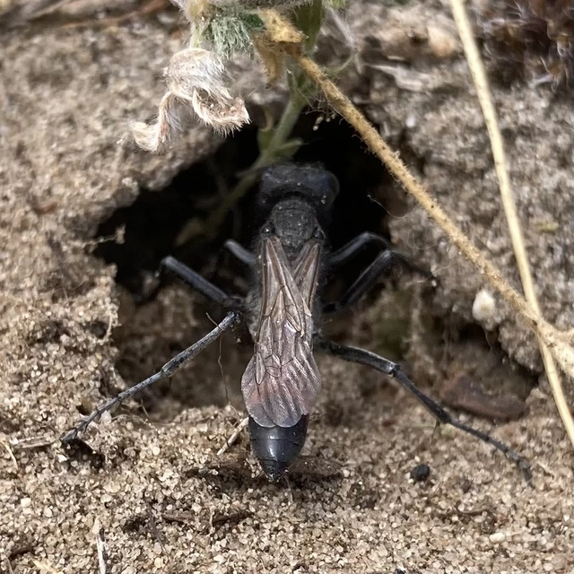 Isodontia mexicana - mexikói fűdarázs