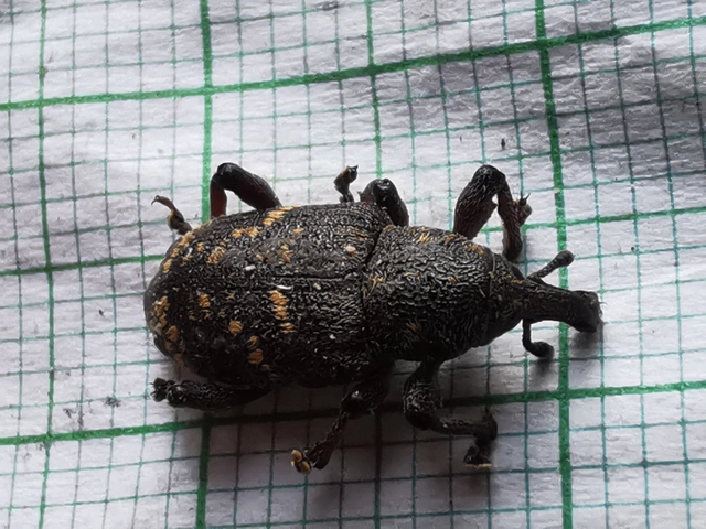 Hylobius abietis - nagy fenyvesormányos