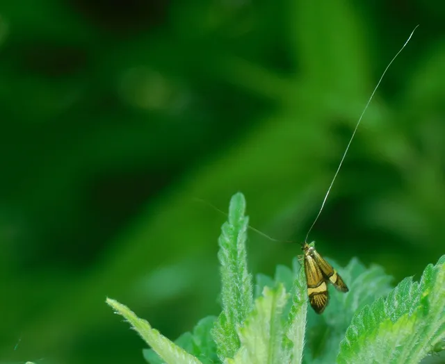 Nemophora degeerella - pompás tőrösmoly