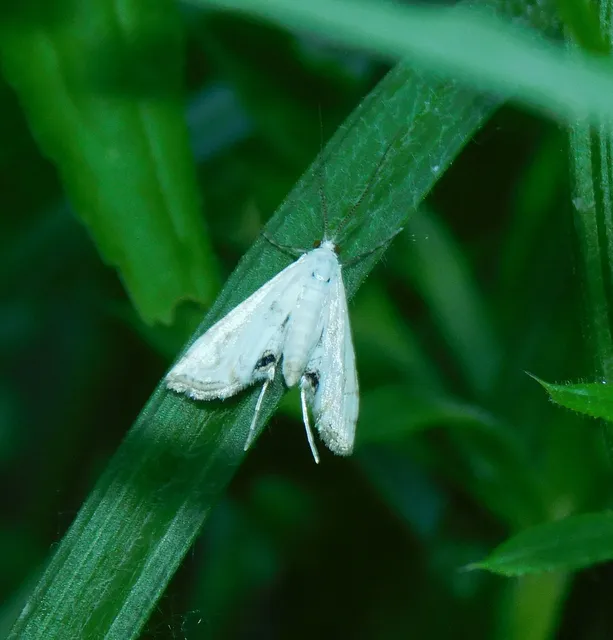Cataclysta lemnata - békalencsemoly