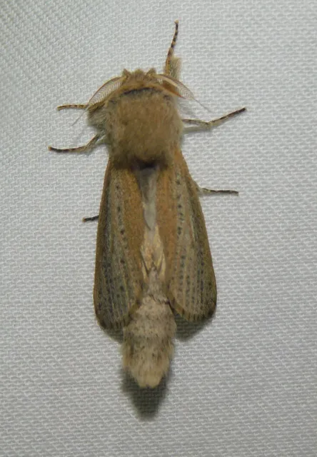 Phragmataecia castaneae - nádfúrólepke