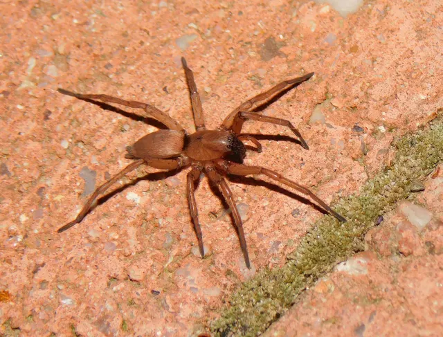 Drassodes/Drassodex