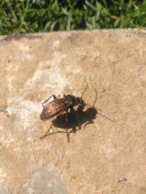 Carabus