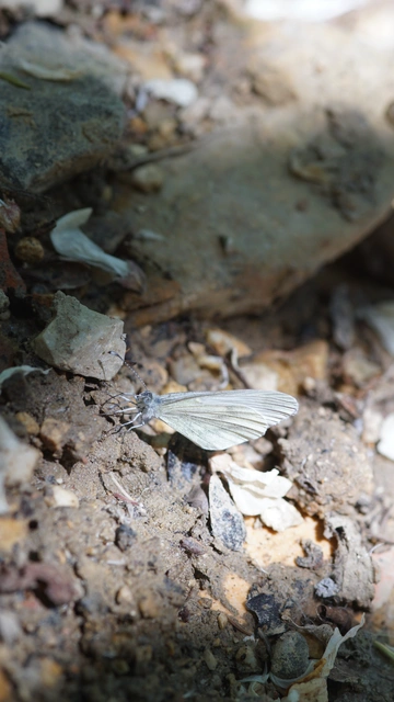 Leptidea sinapis - mustárlepke