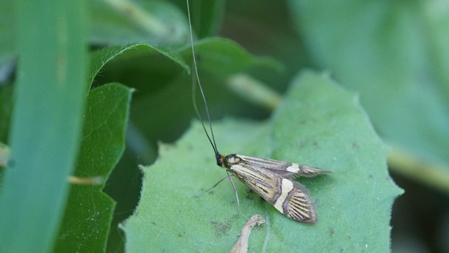 Nemophora degeerella - pompás tőrösmoly