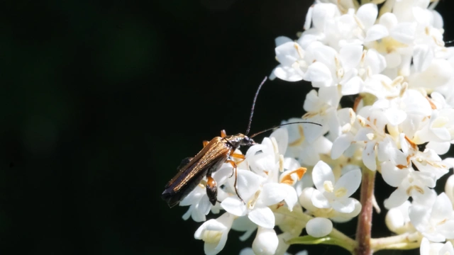 Oedemera podagrariae - székfű-álcincér