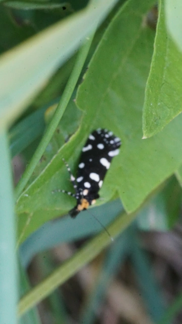 Euplocamus anthracinalis - fésűscsápú korhadékmoly