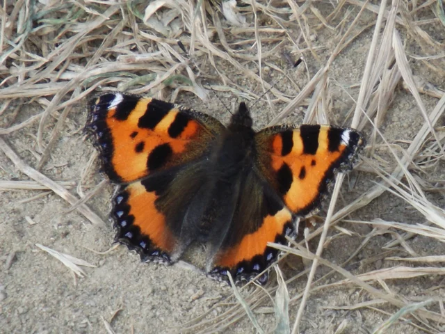 Nymphalis urticae - kis rókalepke Nymphalis urticae - kis rókalepke