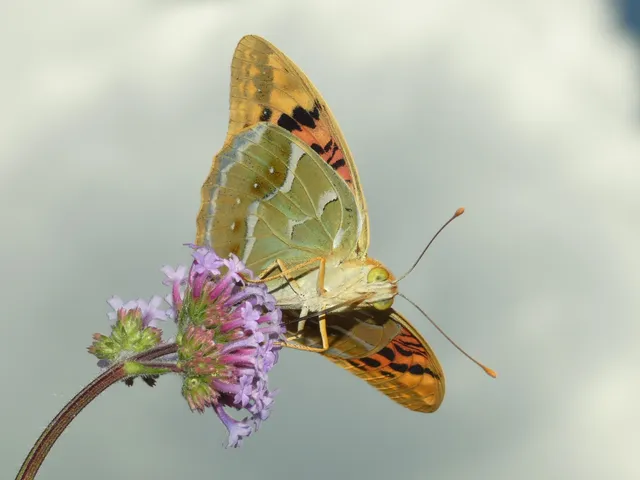 Argynnis pandora - zöldes gyöngyházlepke