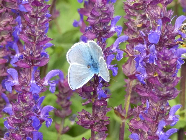 Polyommatus icarus - közönséges boglárka