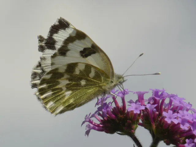 Pontia edusa - rezedalepke